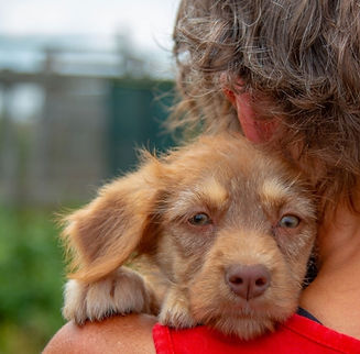escued dog resting safely with a shelter worker in Romania