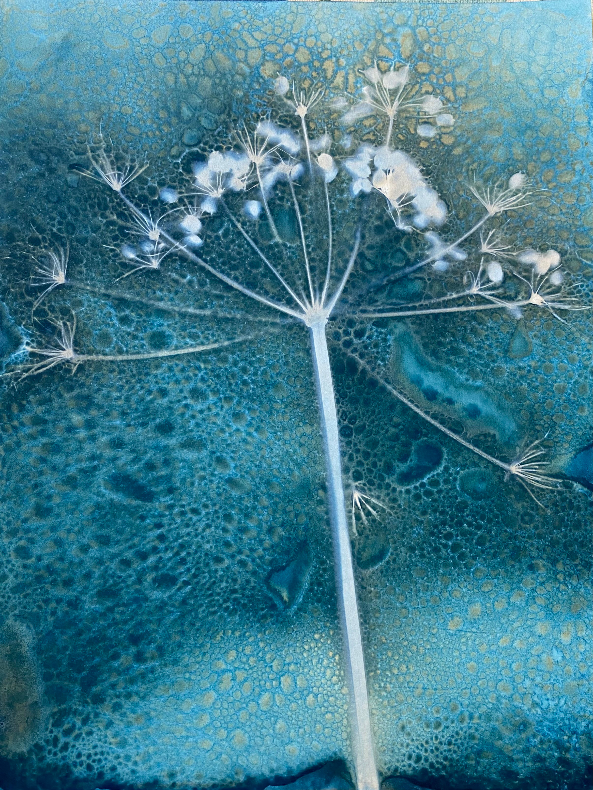 Wet Cyanotype Umbellifer2 