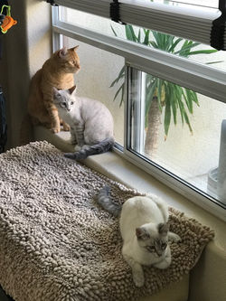 Goldfinger, Marko & Elvis