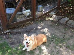 Dewey & his chicken cousin