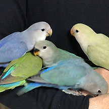 Honokuni Norwegianforestcat Bird インコ雛情報 愛知県 豊川市