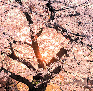 Sakura blossom_edited.jpg