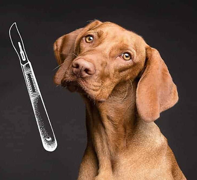 kastration-hunde-verhalten-biologie-hormone-skalpell.jpg
