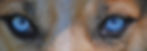 augen2.jpg