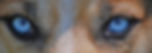 augen2.jpg
