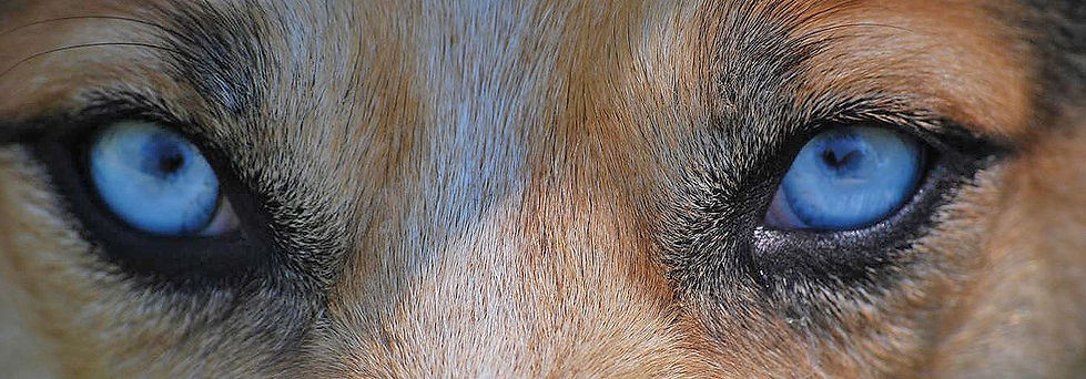 augen2.jpg