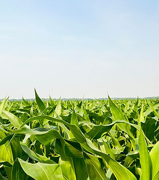 Corn.jpeg