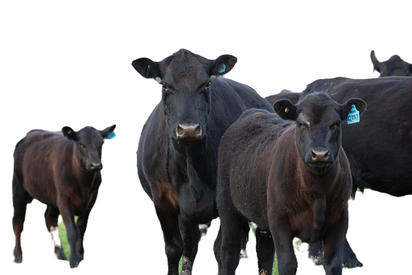 ANngus usando Brinco Idetificador