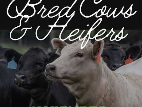 Nov 29th Bred Cow & Heifer Sale