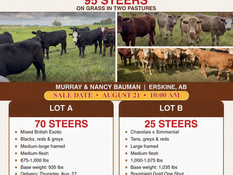 IN-HOUSE VIDEO SALE — 95 STEERS