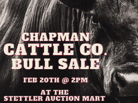 Chapman Cattle Co Annual Bull Sale