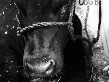 Crooked Creek Angus Dispersal Sale