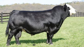 Last CHance Bull Sale April 28th