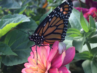 Rescue, Raise & Release. Help the Monarchs