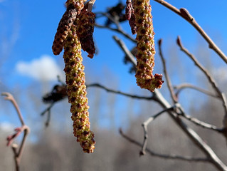 Bitterroot Phenological Society