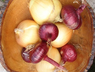 Seed Saving: Onions with John Schneeberger