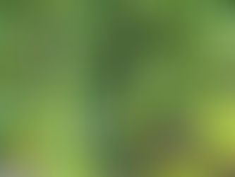 <김문희의 살며 생각하며> 늙은 레몬나무를 보며