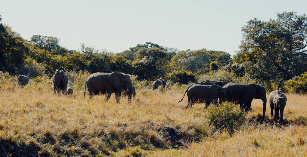 a herd of elephant walking