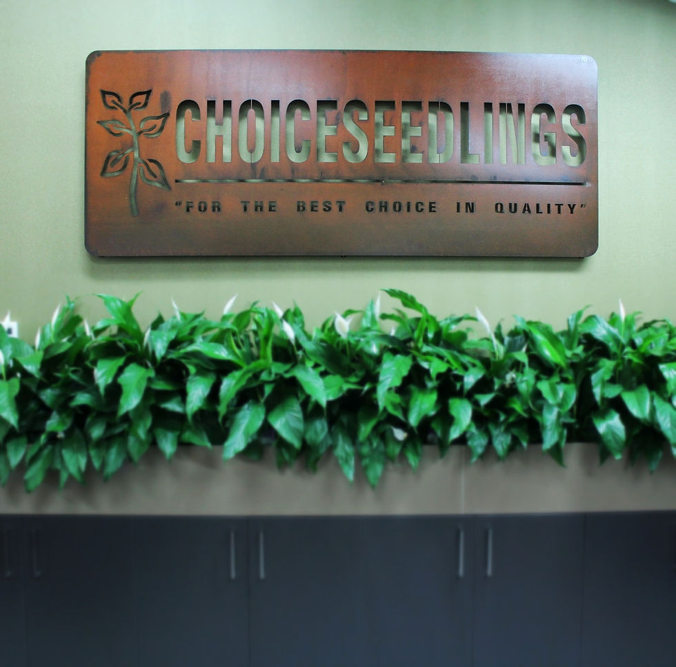 Choice Seedlings - Commercial