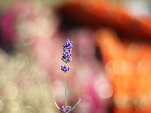 Lavendel gegen Stress, Brainfog und Angst