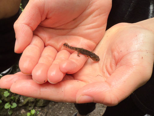 Naturprogramm für die Kita: Warum Kinder Naturerfahrungen heute mehr denn je brauchen