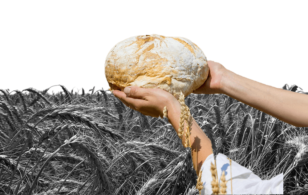 wheat-is-gold-fields-ripe-spikelets-wheat-wheat-rises-price copy (2).png
