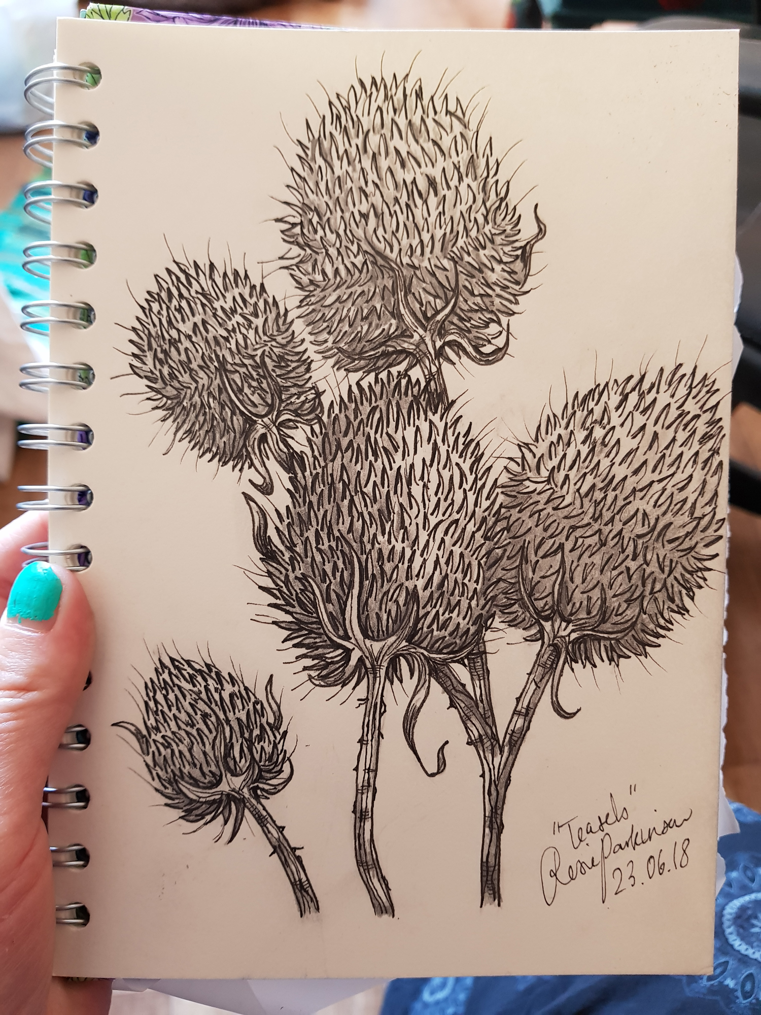 Teasels