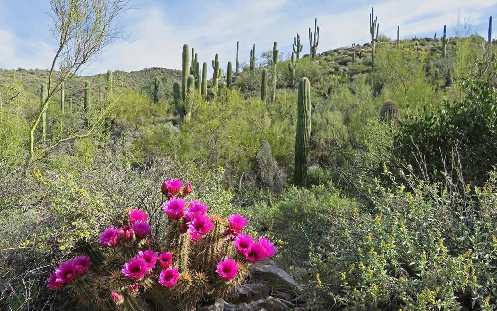 cave-creek-via-facebook-ce0325155056b3a_