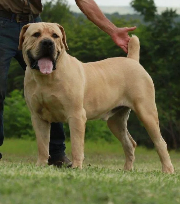 Remington
