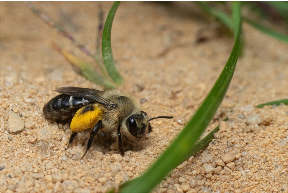 Aster mining bee (Andrena asteris) is a common fall-active solitary bee. Offspring pass the winter in nests underground, resume development in spring, and emerge in fall to repeat the cycle. 			PC: Nick Dorian