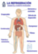 El cuerpo humano y la Refrigeración