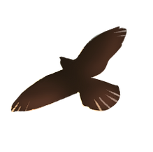 birb.png