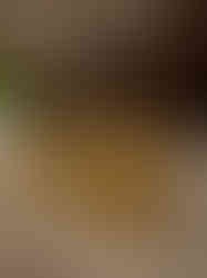 Brass Two Peacock With Vel 3"