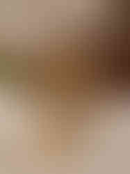 Brass kalpavriksha Tree 7"