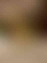 Brass Stone Horse Idol 8"