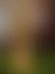 Brass Kalinga Krishna Idol