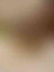 Brass Horse Cart Idol- 3.5″