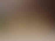 Brass Bull Wall Mount Pair 7"