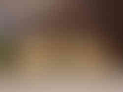 Brass Bull Wall Mount Pair 7"