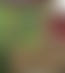 Beneficiary Spotlight: McGraw Park