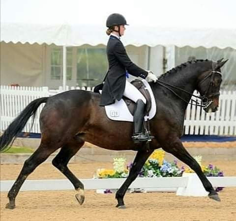 dressage competition, neuromuscular therapy