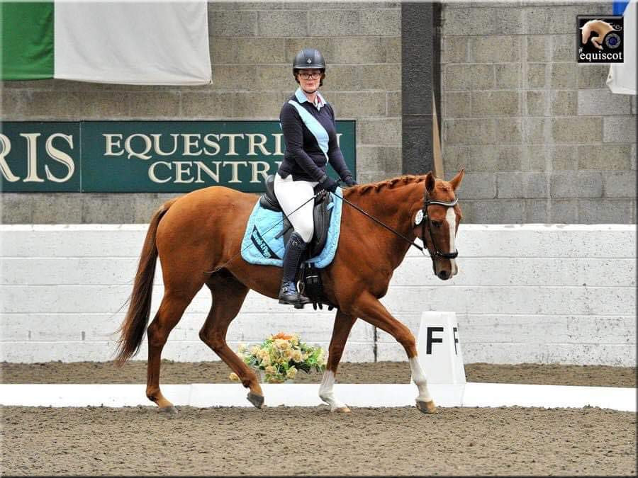 dressage, horse riding, dressage test, chestnut horse