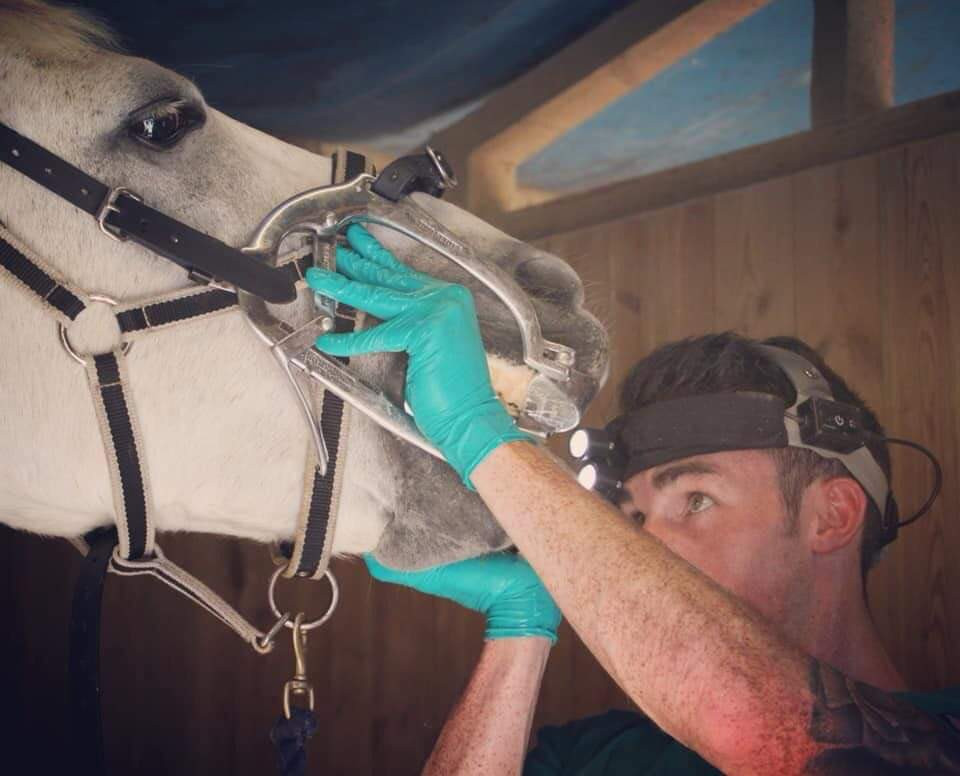 equine dentist, horse dentist, equine dental technician, horse teeth