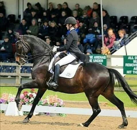 dressage horse, neuromuscular therapy, black horse