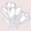 line art crocus_edited.jpg