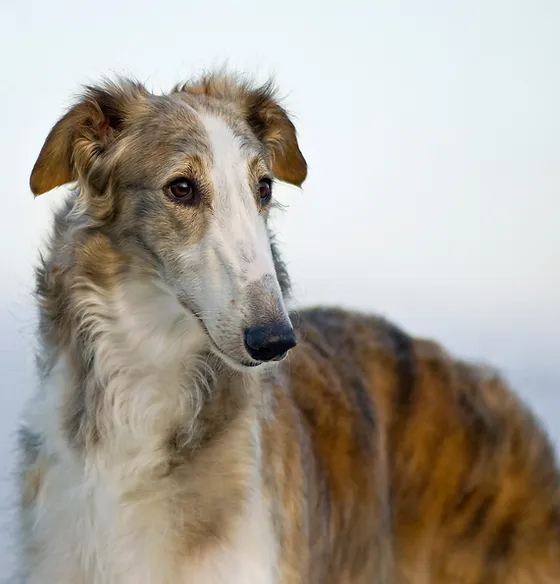 cane corso x rottweiler