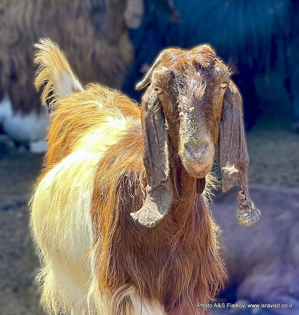 На Козьей Ферме _ Экскурсии в Израиле.jpg