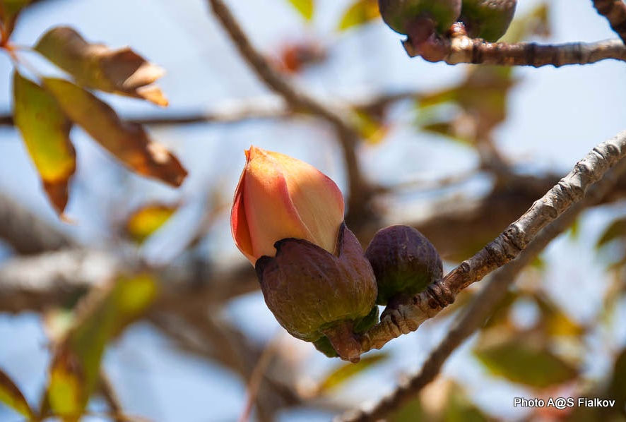 4 201502_062_Baobab.jpg