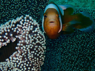 Philippines ↣ Puerto Galera and Anilao