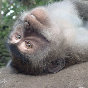 Ubud, Bali